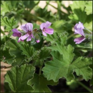 Scented Pelargonium - Geranium - 'Attar of Roses'