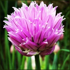 Chives - Allium schoenoprasum