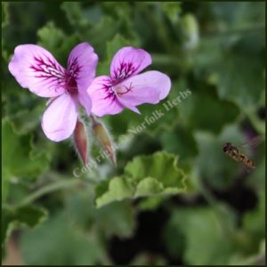 Scented Pelargonium - Geranium - 'Cola Bottles'