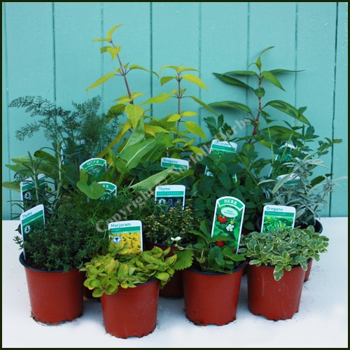 Beginner Herb Plant Collection