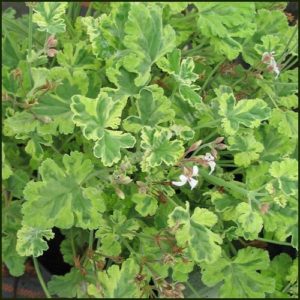 Scented Pelargonium - Geranium - Fragrans Variegatum