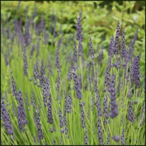 Lavender, Grosso - Lavandula x intermedia 'Grosso'