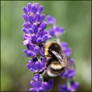 Bee and Butterfly Herb Plant