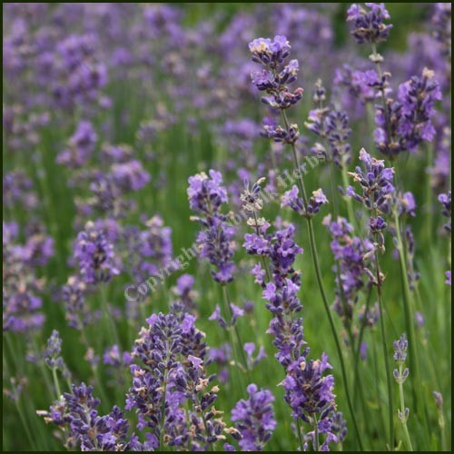 Lavender, Munstead - Lavandula angustifolia