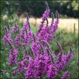 Purple Loosestrife - Lythrum salicaria