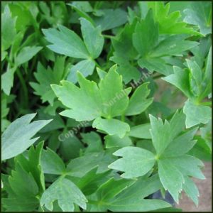 Lovage - Levisticum officinale