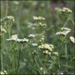 Mace, English - Achillea ageratum