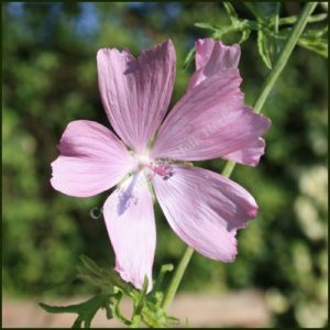 Muskmallow - Malva moschata