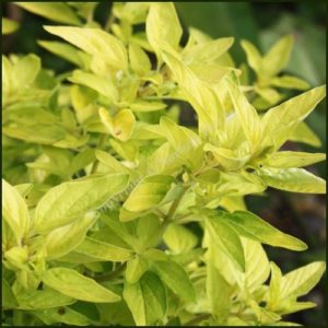 Marjoram, Golden ‘Acorn Bank’ - Origanum aureum Gold