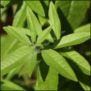 Lemon Verbena - Aloysia citriodora