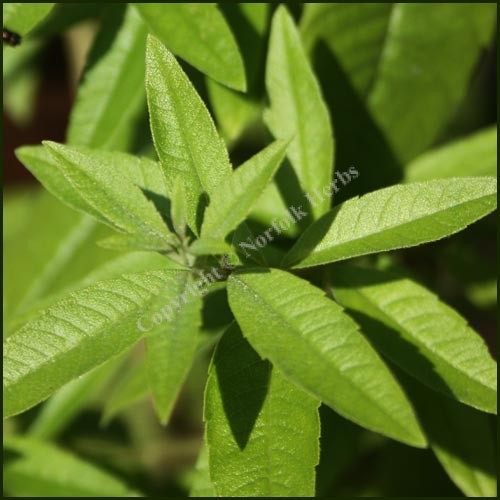 Lemon Verbena Plant