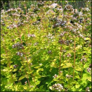 Marjoram, Golden - Origanum aureum Green