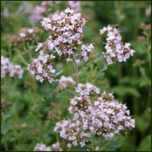 Marjoram Pot - Origanum onites