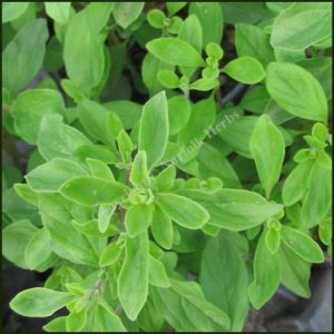 Marjoram Sweet - Origanum marjorana