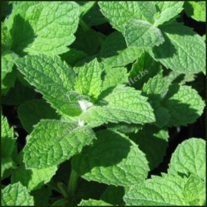 Mint, Apple - Mentha suaveolens