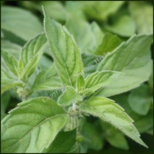 Mint, Banana - Mentha arvensis