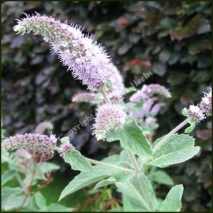 Mint, Buddleia - Mentha longifolia