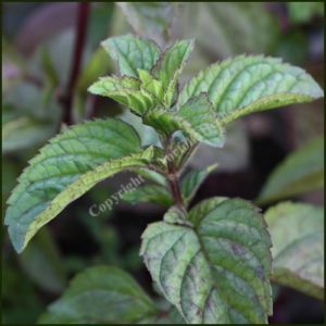 Mint, Eau de Cologne - Mentha citrata