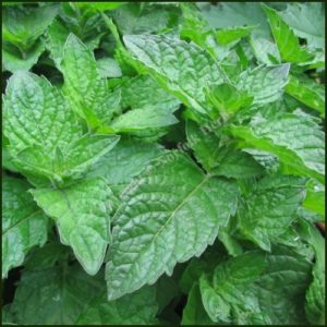 Mint, Grapefruit - Mentha x piperita f. citrata 'Grapefruit'