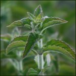 Mint, Hillary's Sweet Lemon - Mentha dulcia citreus