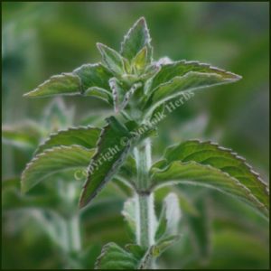 Mint, Hillary's Sweet Lemon - Mentha dulcia citreus