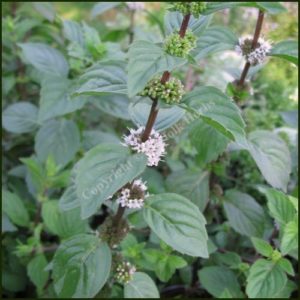 Mint, Lemon - Mentha x piperita f. citrata 'Lemon'