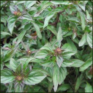 Mint, Lime - Mentha x piperita f. citrata 'Lime'