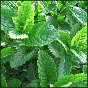 Mint, Moroccan - Mentha spicata var. crispa 'Moroccan'