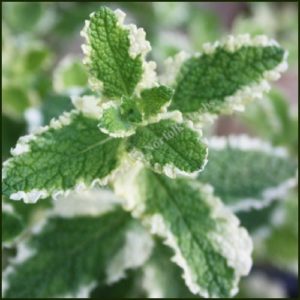 Mint, Pineapple - Mentha suaveolens 'Pineapple'