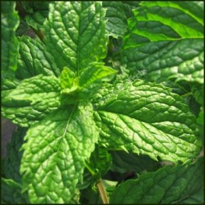 Mint, Tashkent - Mentha spicata 'Tashkent'