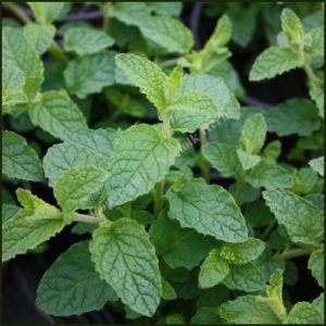 Mint, Strawberry - Mentha x piperita