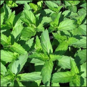 Mint, Swiss - Mentha x piperita Swiss Mint