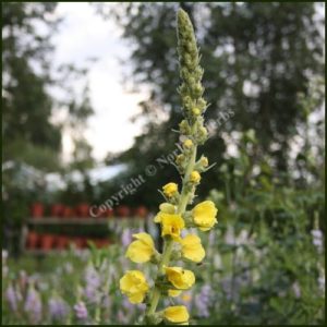 Mullein - Verbascum thapsus