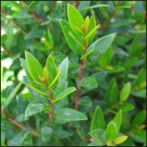 Myrtle, Tarentina - Myrtus communis