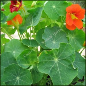 Nasturtium - Tropaeolum majus