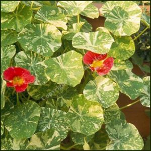 Nasturtium, Alaska