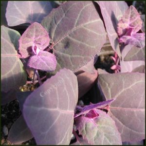 Orach, Red - Atripex hortensis