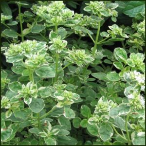 Oregano, Country Cream - Origanum variegata