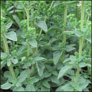 Oregano, 'Hot & Spicy' - Origanum vulgare