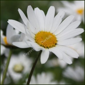 Oxeye Daisy - Leucanthemum vulgare