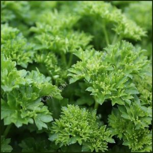 Parsley Curled - Petroselinum crispum