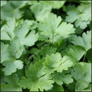 Parsley, French - Petroselinum crispum French