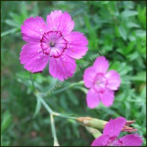 Pink, Maiden - Dianthus deltoids