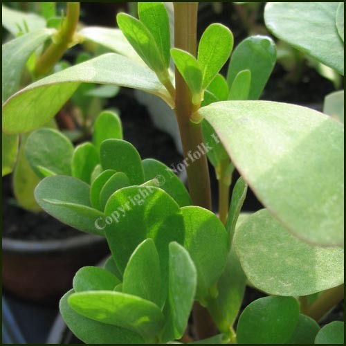 Purslane - Portulaca oleracea