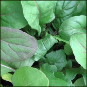 Rocket, Salad - Eruca vesicaria