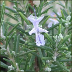 Rosemary Miss Jessopp’s Upright - Salvia rosmarinus