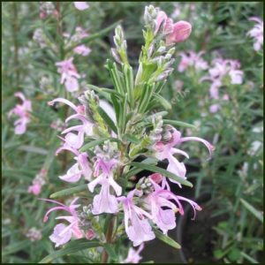 Rosemary Pink - Salvia rosmarinus Roseus