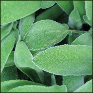 Sage - Salvia officinalis