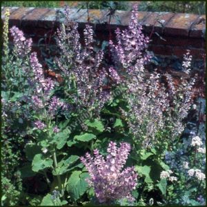 Sage, Clary - Salvia sclarea