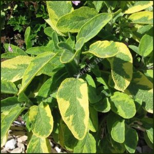 Sage, Golden - Salvia officinalis icterina